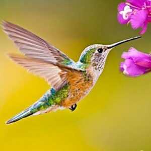 Hummingbird Game