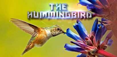 Hummingbird Game